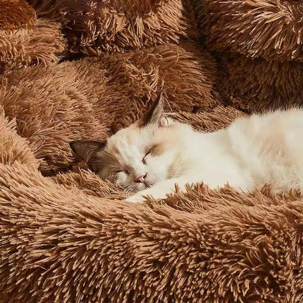 🐾Paw Paradise🐾