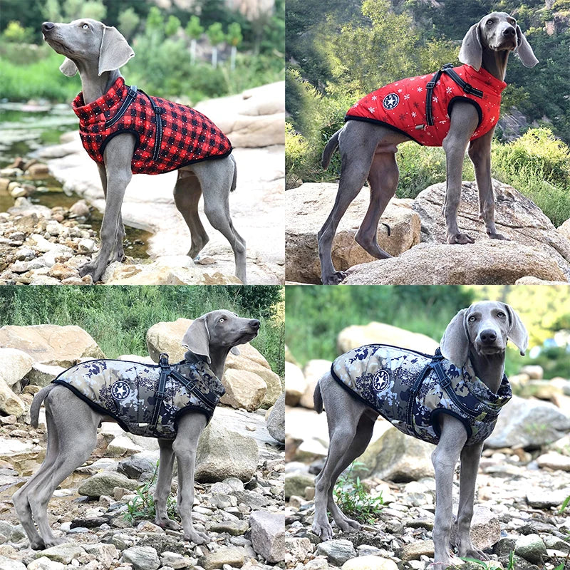 ⭐ StarPaw Harness 🐾