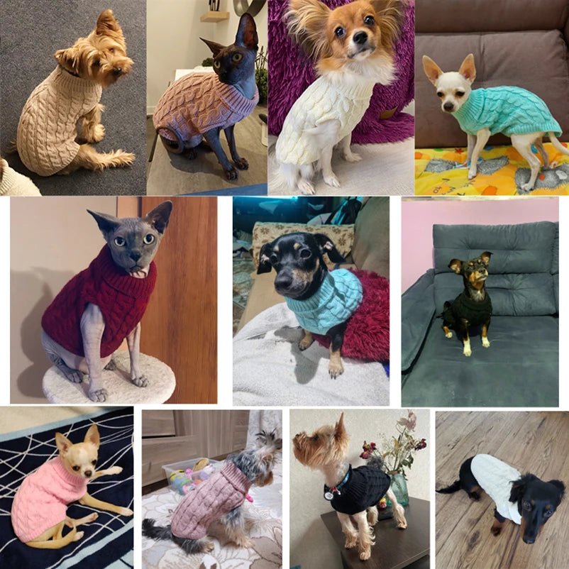 🧶 CozyPaws 🐾 🐶